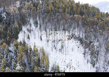 Vue aérienne de la forêt de pins couverts de neige en hiver. Drone aérien vue d'un paysage d'hiver. La forêt couverte de neige. Banque D'Images