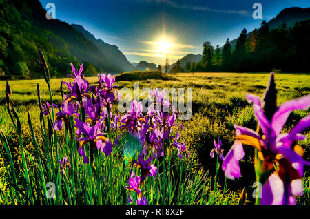 Orchidées près du lac weitsee en Reit im Winkl bavaria Banque D'Images