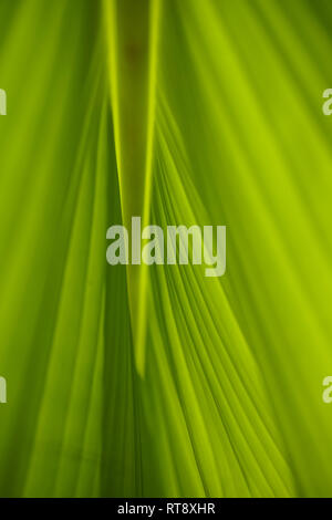 Close Up of Green texture des feuilles de bananier Banque D'Images