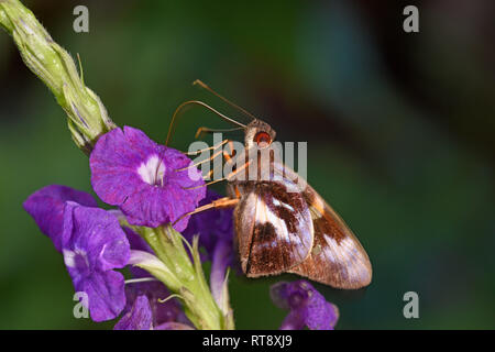 Egla Skipper Butterfly (Vacerra egla) se nourrissant d'puirple fleur, proboscis étendu, Parc National de Soberania, Panama, octobre Banque D'Images