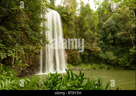 Millaa Millaa Falls, Atherton Tablelands, Far North Queensland, Queensland, Australie Banque D'Images