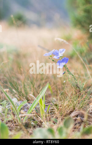 Fleur sauvage pourpre à l'automne au bord de la mer Banque D'Images