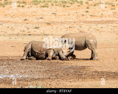 Une paire de White Rhino par un point d'eau dans le sud de la savane africaine Banque D'Images