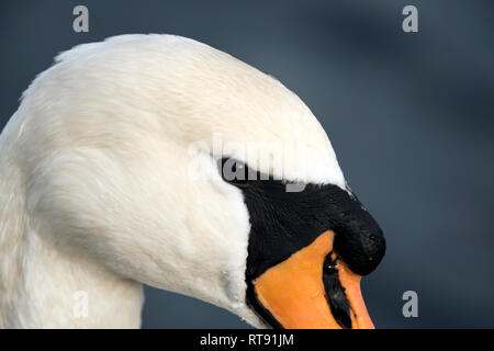 Profil de tête droite close up portrait of Cygnus olor Cygne tuberculé, contre un fond bleu flou artistique, montrant le bouton basale Banque D'Images