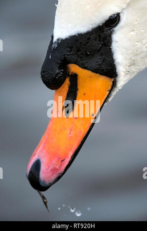 Profil de tête gauche close up portrait of Cygnus olor Cygne tuberculé, contre un arrière-plan flou artistique, le bouton bleu montrant avec un peu de mauvaise herbe au bec. Banque D'Images