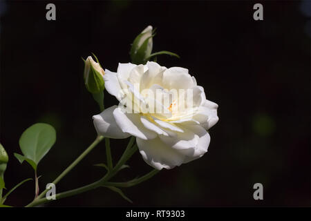 White Rose en fleurs et bourgeons sur fond sombre. Banque D'Images