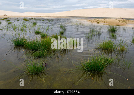 Lagoon sur le milieu des dunes du Parc National Lençois à Maranhenese au Brésil Banque D'Images