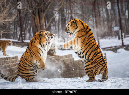 Deux tigres de Sibérie se battent dans une clairière enneigée. La Chine. Harbin. Mudanjiang province. Hengdaohezi park. Siberian Tiger Park. L'hiver. Banque D'Images