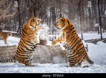 Deux tigres de Sibérie se battent dans une clairière enneigée. La Chine. Harbin. Mudanjiang province. Hengdaohezi park. Siberian Tiger Park. L'hiver. Banque D'Images