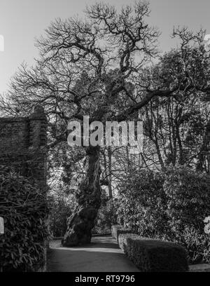 Une photographie en noir et blanc d'un arbre isolé se tient dehors dans un parc à Londres Banque D'Images