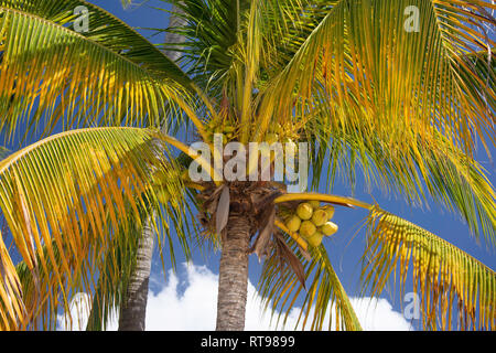 Cocotier (Cocos nucifera), arbres, la baie de Grand'Anse Saint George Parish, Grenade, Lesser Antilles, Caribbean Banque D'Images