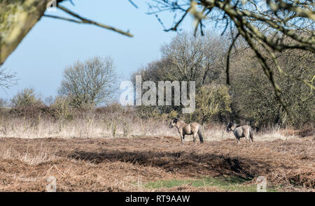 Parc national néerlandais Slikken van Heen avec chevaux Konik passant dans le paysage d'hiver Banque D'Images