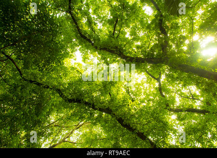 La lumière du soleil passant au crible les feuilles des grands arbres banyan Banque D'Images