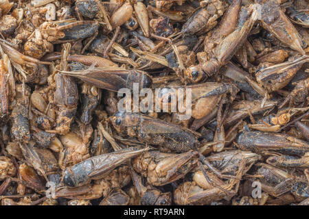 Plutôt tatty grillons séchés ( ?courte queue) utilisés en alimentation humaine. Aussi créée dans le cricket de la farine. L'entomophagie métaphore, insectivores, les insectes comme nourriture. Banque D'Images