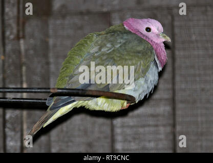 Tête rose (ptilinopus porphyreus Colombe de fruits) Banque D'Images