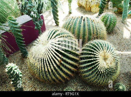 Cactus géants Banque D'Images