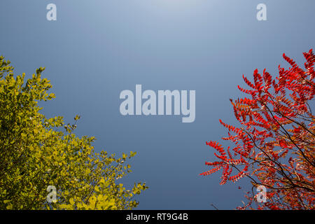 Arbre à feuillage vert l'été et l'arbre à feuillage d'automne rouge contre le ciel bleu Banque D'Images