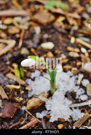 De minuscules fleurs blanches snowdrop galanthus en fleurs émergent du sol et de la neige en hiver Banque D'Images