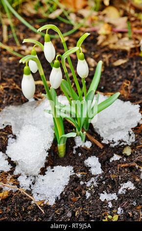 De minuscules fleurs blanches snowdrop galanthus en fleurs émergent du sol et de la neige en hiver Banque D'Images
