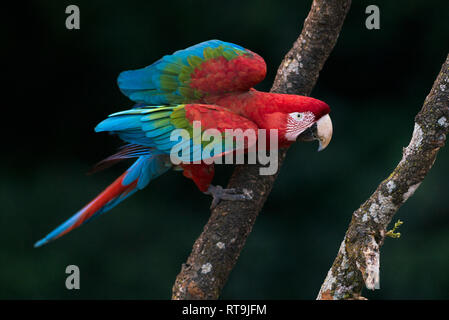 Rouge sauvage et vert Macaw de Mato Grosso do Sul, Brésil Banque D'Images