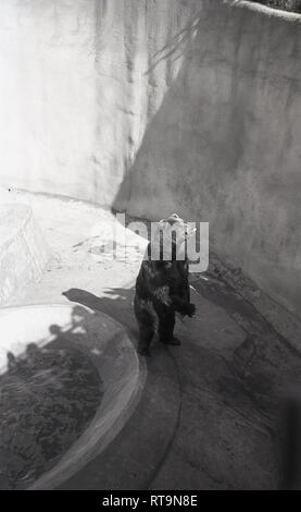 Années 1950, tableau historique du 'Wojtek', un Syrien ours brun debout sur deux jambes à l'extérieur dans son enceinte en béton au Zoo d'Edimbourg, Ecosse. Avant de venir au Zoo qui a été ouvert au public en 1913, l'ours est devenu célèbre pendant la Seconde Guerre mondiale, le déplacement avec 22e Armée polonaise de l'entreprise publique et de Corps d'armée et est devenu connu sous le nom de l'ours "soldat". Banque D'Images