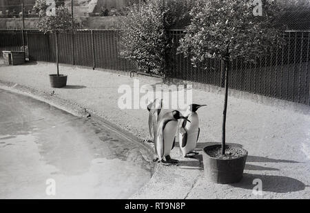 Années 1950, qui permet aux hotes, trois pingouins debout à côté de leur piscine à l'extérieur dans leur enclos au Zoo d'Édimbourg, en Écosse. Ouvert au public en 1913, le zoo a été le premier zoo au monde à house et se reproduisent les manchots et leur parade quotidienne autour du parc est une célèbre attraction pour les visiteurs. Banque D'Images