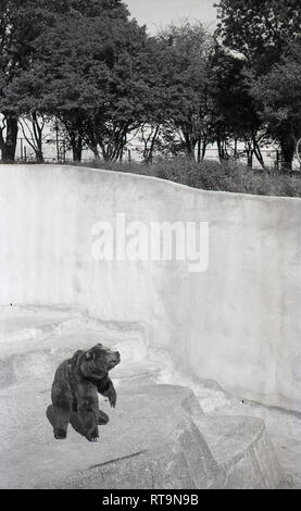 Années 1950, tableau historique du 'Wojtek', un Syrien ours brun à l'extérieur de l'enceinte en béton au Zoo d'Edimbourg, Ecosse. Avant de venir au Zoo qui a été ouvert au public en 1913, l'ours est devenu célèbre pendant la Seconde Guerre mondiale, le déplacement avec 22e Armée polonaise de l'entreprise publique et de Corps d'armée et est devenu connu sous le nom de l'ours "soldat". Banque D'Images