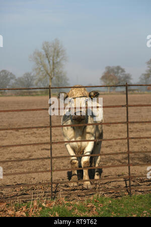Une seule vache à travers une clôture dans la campagne anglaise. Banque D'Images