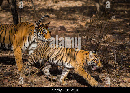 Une mère Tigresse avec son petit sur une promenade matinale dans une jungle sèches à la Réserve de tigres de Ranthambore, en Inde Banque D'Images