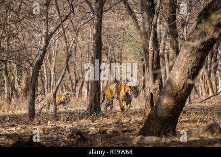 Une mère Tigresse avec son petit sur une promenade matinale dans une jungle sèches à la Réserve de tigres de Ranthambore, en Inde Banque D'Images