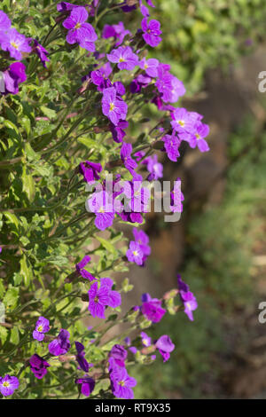 Close-up of aubretia ou aubrieta purple cascade (Purple haze) floraison au début du printemps Banque D'Images