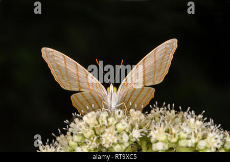 De nombreuses bandes-Daggerwing (Papillon Aphrissa Statira) se nourrissant de fleurs, Panama, octobre Banque D'Images