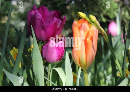 Trois belles fleurs de tulipe cultivées qui poussent dans le jardin fleuri. Banque D'Images