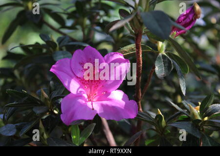 Belle orchidée à fleurs cultivées rose azalea phoenicia rhododendron plante poussant dans le jardin de fleurs. Banque D'Images