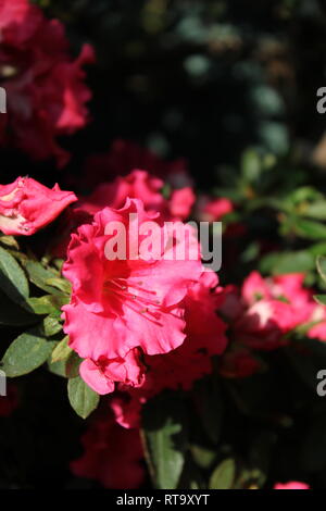 Belle orchidée à fleurs cultivées rose azalea phoenicia rhododendron plante poussant dans le jardin de fleurs. Banque D'Images