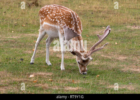 Le daim (Dama dama) à se nourrir dans la prairie Banque D'Images