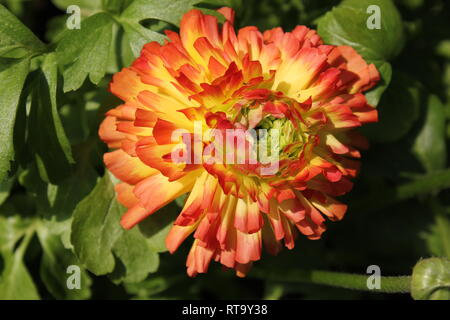 Belle plante de buttercup persan cultivée à fleur rouge et jaune qui pousse dans le jardin de fleurs. Banque D'Images