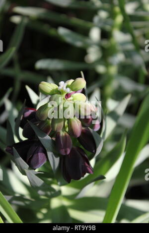 Belle fleur cultivée Lily persane, Fritilaria persica, plante poussant dans le pré. Banque D'Images