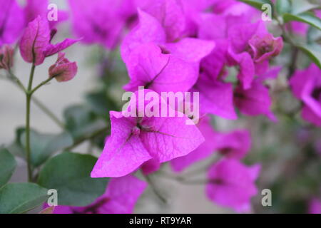 Belle plante de bougainvilliers pourpre cultivée en fleur qui pousse dans le jardin. Banque D'Images