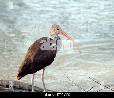 Un Ibis blanc peuplements juvéniles près du bord d'un étang dans la région de Corpus Christi, Texas USA. Banque D'Images