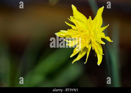 Narcisse 'Rip van Winkle' Narcissus Banque D'Images