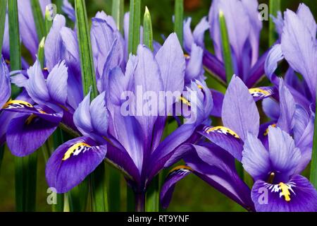 Iris reticulata 'harmonie' Banque D'Images