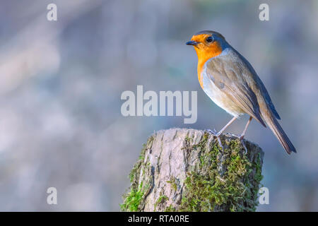 Robin européen, Erithacus rubecula aux abords, percher sur tronc d'arbre dans la forêt aux beaux jours du printemps.chambres lumineuses et éclatantes de mignon, petit oiseau. Banque D'Images