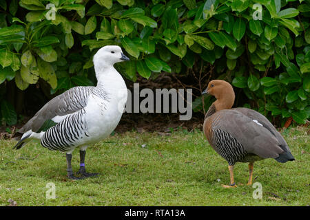 Les Malouines ou plus d'oie Bernache Magellan - Chloephaga picta leucoptera Pair de Iles Falkland Banque D'Images