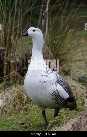 Les Malouines ou plus d'oie Bernache Magellan - Chloephaga picta leucoptera mâle d'Iles Falkland Banque D'Images