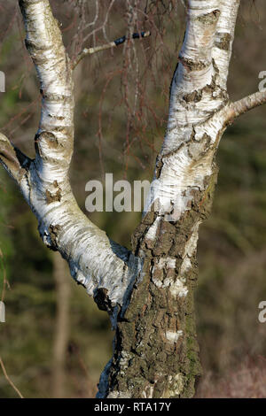 Bouleau blanc - Betula pendula Trunk & détail de l'écorce Banque D'Images