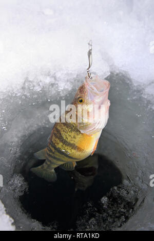 La perchaude se faire prendre dans un trou dans la glace avec lure en bouche Banque D'Images