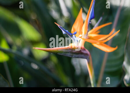 Oiseau du Paradis, Paradisaeidae, plante tropicale dans de belles couleurs vives amusant petit Banque D'Images