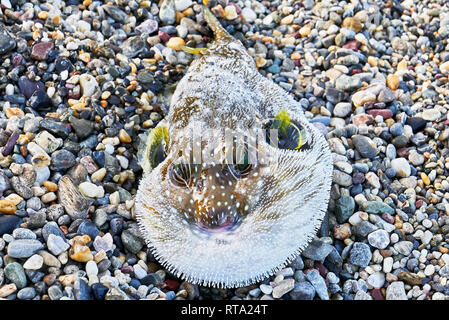 Close-up d'un poisson-globe soufflé de couleur marron avec de petites nageoires jaune, portant sur une plage, juste pris dans un filet par les pêcheurs aux Philippines Banque D'Images