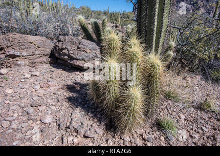 Cactus hérisson à Wild Horse réservoir sur la montagne Ajo Loop Road, orgue Pipe Cactus National Monument dans le centre-sud de l'Arizona, USA Banque D'Images